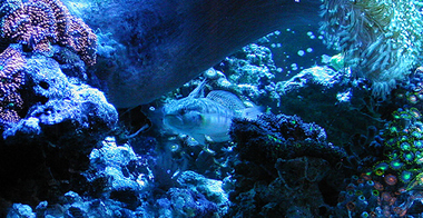 �������������� ����� CORALSTAR