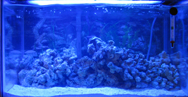 �������������� ����� CORALSTAR