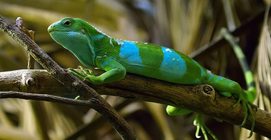 �������������� ����� REPTISTAR