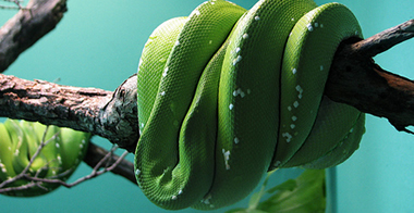 �������������� ����� REPTISTAR